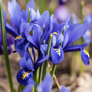 Tinklinis vilkdalgis ‘Harmony’, 5 vnt.
