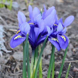 Tinklinis vilkdalgis ‘Harmony’, 15 vnt.