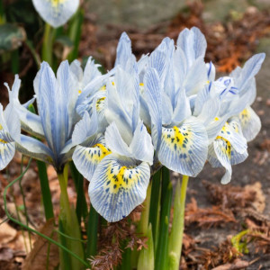 Tinklinis vilkdalgis ‘Katharine Hodgkin’, 15 vnt.