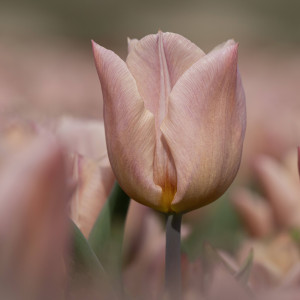 Tulpė ‘Apricot Copex', 5 vnt.