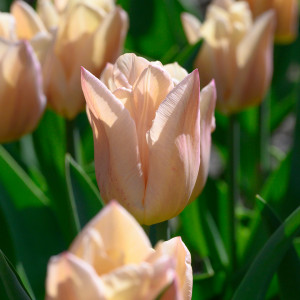 Tulpė ‘Apricot Copex', 15 vnt.