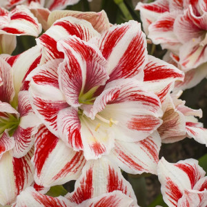  Amarilis (meilenis) ‘Bright Nymph’, 1 vnt.
