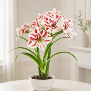  Amarilis (meilenis) ‘Bright Nymph’, 1 vnt.