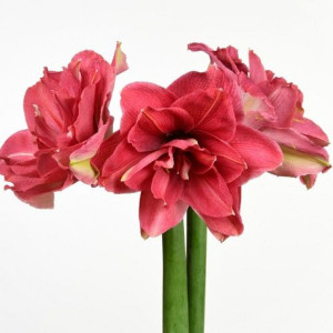 Amarilis (meilenis) ‘Candy Nymph’, 1 vnt.