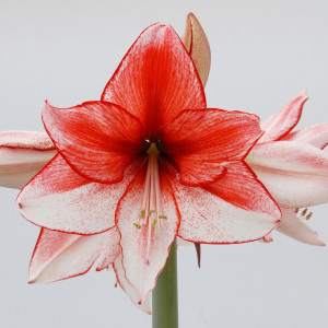Amarilis (meilenis) ‘Charisma’, 1 vnt.