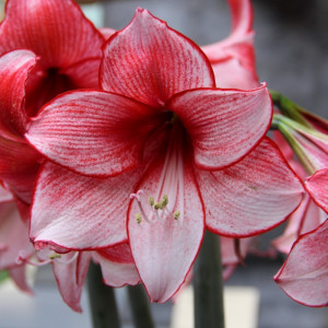 Amarilis (meilenis) ‘Charisma’, 1 vnt.
