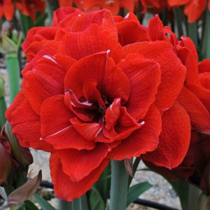 Amarilis (meilenis) ‘Cherry Nymph’, 1 vnt.