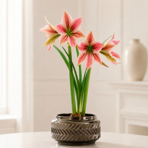 Amarilis (meilenis) 'Exotic Star', 1 vnt.