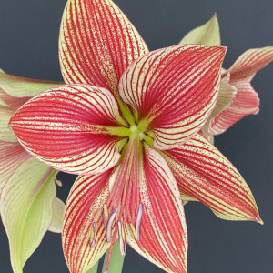 Amarilis (meilenis) 'Exotic Star', 1 vnt.