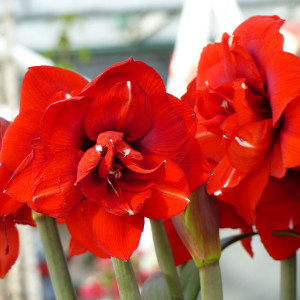 Amarilis (meilenis) 'Double King’, 1 vnt.