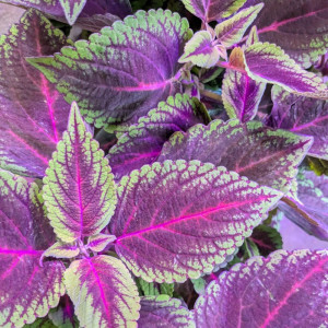 Margenis 'Main Street Ruby Road'