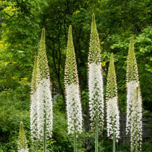Eremurus robustus (Didysis eremuras), 1 vnt.