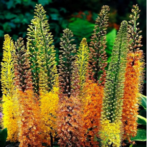 Eremuras  'Ruiter hybrids' MIX, 3 vnt.