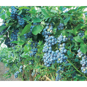 Žemaūgė šilauogė 'Emil'