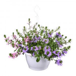 Skeptrenė Trio pakabinamame vazone Ø25cm (skajevola, vėduoklinė gėlė)