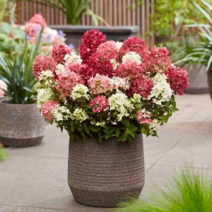 Hortenzija šluotelinė 'Groundbreaker Ruby'