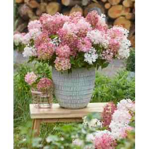 Hortenzija šluotelinė 'Groundbreaker Blush'