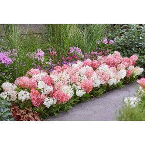 Hortenzija šluotelinė 'Groundbreaker Blush'