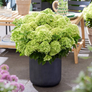 Hortenzija šluotelinė 'Groundbreaker Greeny'