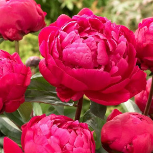Bijūnas 'Red Sarah Bernhardt' (Fiona), 3/5 pumpurai, 2026 ruduo