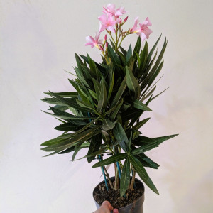 Oleandras puošnusis rožinis, 55cm