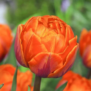 Tulpė bijūninė „Orange Princess“, 5 vnt.