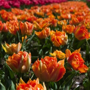Tulpė bijūninė „Orange Princess“, 5 vnt.