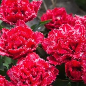 Tulpė pilnavidurė šerkšnotoji 'Bendigo' 20 vnt.