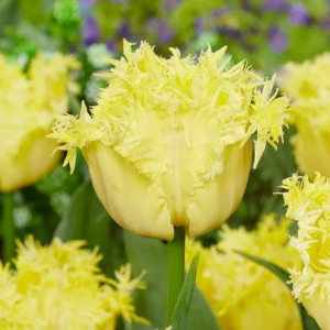 Tulpė pilnavidurė šerkšnotoji 'Lemon Shoot' 5 vnt.