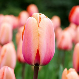 Tulpė Darvino "Apricot Impression" 50 vnt.