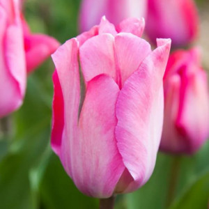 Tulpė Darvino "Pink Sound" 50 vnt.