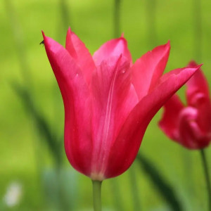 Lelijažiedė tulpė „Mariette” 5 vnt.