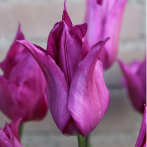 Lelijažiedė tulpė „Purple Dream” 20 vnt.