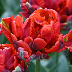 Pilnavidurė papūginė tulpė "Rococo Double" 5 vnt.