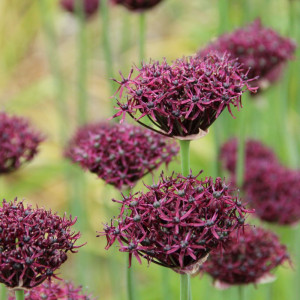 Česnakai Atropurpureum, 20 vnt.