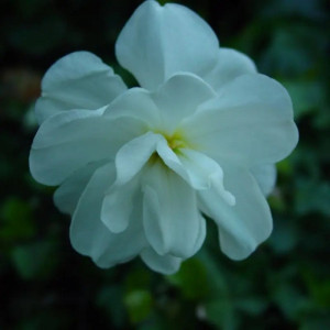 Pilnaviduris poetinis narcizas "Albus Plenus Odoratus", 20 vnt.
