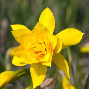 Pilnaviduris narcizas "Campernellen double", 5 vnt.
