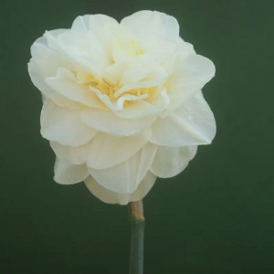 Pilnaviduris narcizas "Easter Born", 5 vnt.