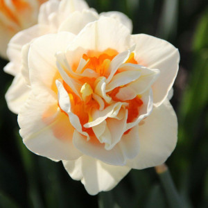 Pilnaviduris narcizas "Flower Parade", 5 vnt.