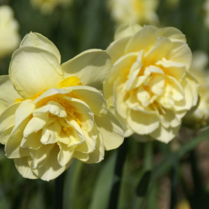 Pilnaviduris narcizas "Manly", 20 vnt.
