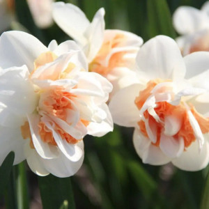 Pilnaviduris narcizas "Pink Paradise", 5 vnt.