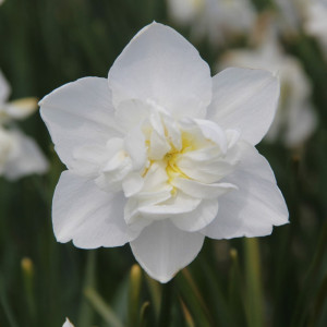 Pilnaviduris narcizas "Snowball", 5 vnt.
