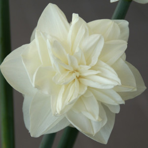 Pilnaviduris narcizas "White Medal", 20 vnt.