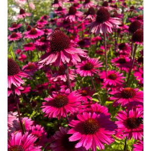 Ežiuolė 'Sensation Pink'
