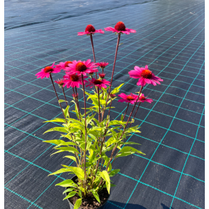 Ežiuolė 'Sensation Pink'