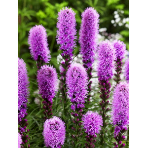 Liatris varpotasis 'Kobold'