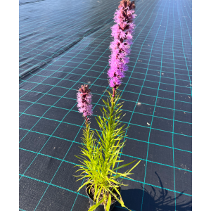 Liatris varpotasis 'Kobold'