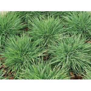 Kelerija 'Coolio'