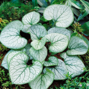 Brunera stambialapė 'Jack Frost'