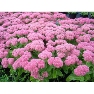 Šilokas 'Autumn Joy'